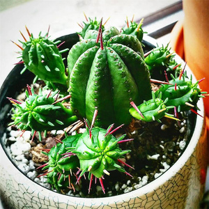 火麒麟仙人球群生多肉植物盆栽红刺麒麟类大戟科仙人掌桌面绿植