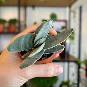 神刀多肉植物稀有品种花卉室内盆栽新款绿植桌面好养开花仙人掌