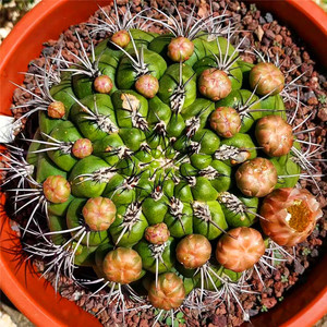 新天地仙人球巨型超大颗多肉植物实生肉肉花卉室内盆栽花绿植桌面