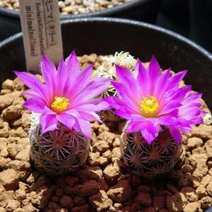 紫王子仙人球开花室内花卉仙人掌类多肉植物盆栽松球属稀有品种