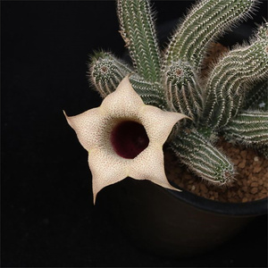 丽钟阁萝藦科开花大花多肉植物丽钟角奇趣肉肉花卉室内盆栽小绿植