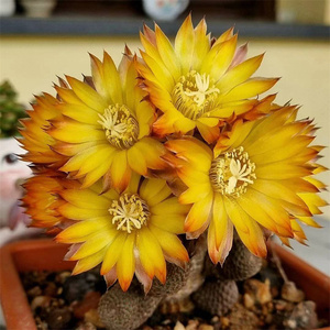 黑斜子仙人球无刺开花群生多头仙人掌植物多肉花稀有进口盆栽室内