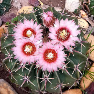 实生凌波仙人球室内盆栽仙人掌类多肉植物超大颗硬刺开花粉色好养