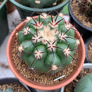 圆盘玉实生仙人球稀有进口品种仙人掌科奇趣多肉植物盆栽贵货好养