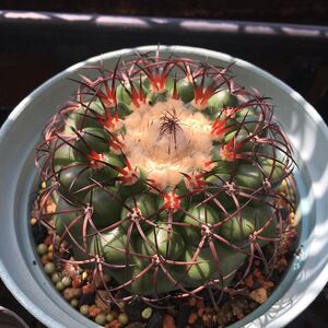 圆盘玉仙人球实生圆盘玉属狂粗刺稀有品种一物一拍多肉仙人掌植物