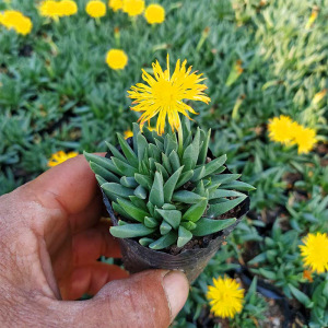 黄花照波开花多肉植物室内花卉肉肉花盆栽新手绿植好养活趣味