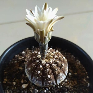 拉根仙人球实生黑罗汉丸稀有品种仙人掌类盆栽室内绿植小型多肉花