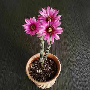 银纽仙人柱鹿角柱冰心玉骨仙人掌植物仙人球开花多肉植物室内盆栽