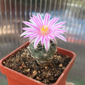 长城丸仙人球实生华丽玉仙人掌开花多肉植物盆栽赤化娇丽属室内花