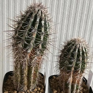 白条丸白城西瓜球仙人球植物盆栽稀有品种仙人掌类多肉室内花卉花