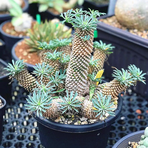 euphorbia bupleurifolia铁甲麒麟多肉植物盆景老桩盆栽室内绿植