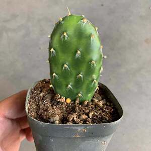 植物员外淘宝植物员外 正版银盾团扇仙人掌 非圣丽塔 可以很紫的网