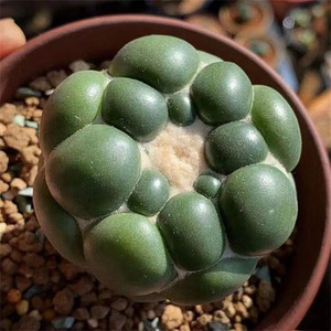 无刺象牙丸仙人球侧芽好养活仙人掌盆栽多肉植物花卉室内桌面绿植