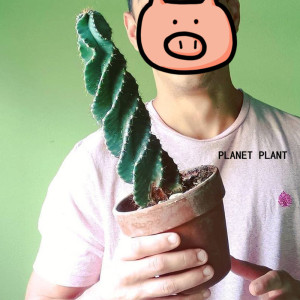 树上星球planet plant| 龙卷风仙人柱秘鲁天轮柱量天尺螺旋超大颗
