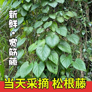新鲜宽筋藤 新鲜松根藤 宽筋藤 松筋藤舒筋藤 软筋藤青筋藤大松身
