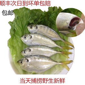 阳江特产海鲜青鲳鱼深海野生天然鲜活闸坡青昌仔湛江500克