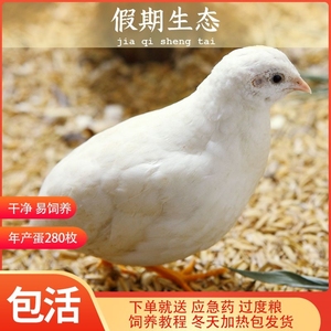 芦丁德国进口宠物鸡变异观赏鹌鹑活体迷你宠物包下蛋观赏鸟活白色