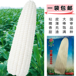 华穗万糯2000玉米种白甜糯白糯万糯188玉米种籽高产杂交正品大全