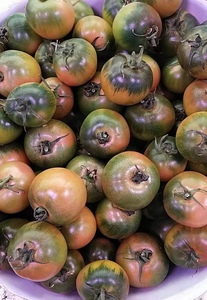 丹东特产 油柿子铁皮柿子 小时候的味道酸甜可口 水果柿子