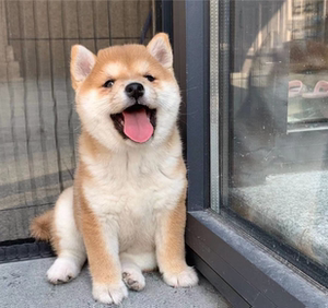 纯种豆柴犬幼犬日本柴犬幼犬小柴犬幼崽柴犬活体黑柴犬豆柴秋田犬