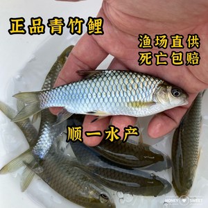 青竹鲤竹鲃鲤鱼苗倒刺鲃红面吉罗淡水养殖冷水原生