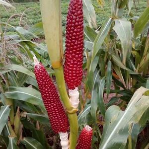 90家用洗衣棒 加厚实心红色捶塑料锤棒