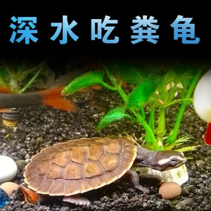 深水圆澳龟圆奥龟黄头忍者神龟清道夫吃垃圾吃鱼粪便屎乌龟活体