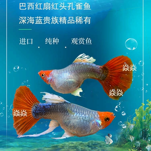 巴西红扇红头孔雀鱼深海蓝球体精品凤尾鱼稀有小型热带淡水鱼热销