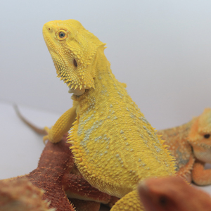 鬃狮蜥蜥蜴活物入门级宠物幼体温顺可爱不咬人成体爬宠爬虫小宠物