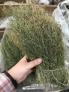 新货青草药潮汕优质四叶莲 四合莲 四合梅 天良草 手工挑选250克