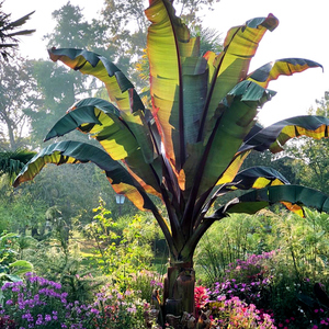 红色象腿蕉红粗柄热带观叶彩叶植物耐热盆栽苗花园庭院花苗粉芭蕉