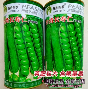 甜脆豌豆种子台湾长寿仁水果豌豆种籽四季阳台蔬菜特大散装碗豆种