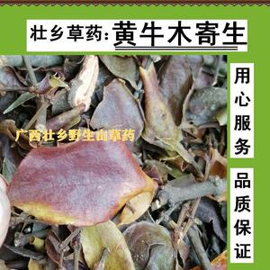 壮乡野生黄牛树寄生 黄芽树寄生 黄牛木寄生 槲科切段干品500g