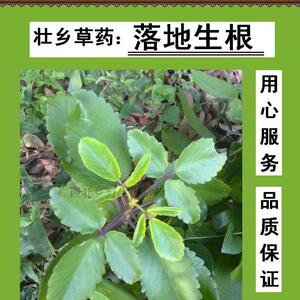 壮乡野生新鲜采落地生根 叶爆芽 厚面皮 打不死 枪刀草 晒不死