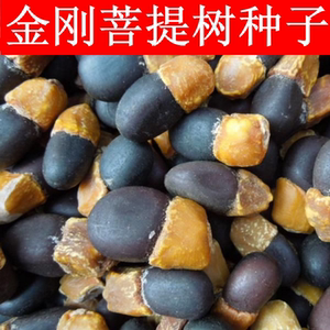 菩提种子 菩提树种子 金刚菩提树 千丝菩提树种子
