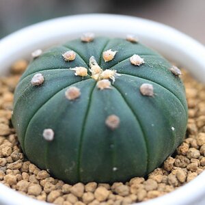玉无刺仙人球多肉植物办公室内开花防辐射五角星趣味新手好养1人付款
