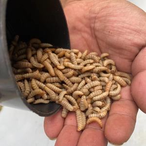 黑水水活体鱼饵通杀野钓专攻鲶鱼钓鱼白虫蛆虫茫牤活虫钓鱼黄虫肉