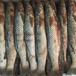 山东大号咸梭鱼渤海湾特产纯野生鱼腌制5斤装新鲜水产红眼梭