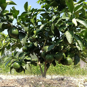 新品种柚子树苗黄金葡萄柚子苗盆栽庭院葡萄柚树南方种植果树果苗