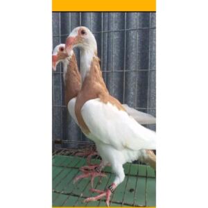 蛇头观赏鸽大鼻子种鸽受精蛋种蛋俄罗斯头型种鸽特别彩背乌头鸽子