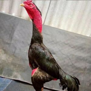 纯种越南斗鸡鬼子斗鸡成年鸡鬼子斗鸡受精种蛋可孵化小鸡