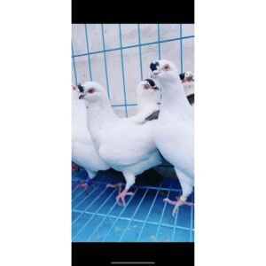 新疆观赏鸽铁翅点子鸽种鸽种蛋扬州北京点子精品观赏鸟受精蛋一对