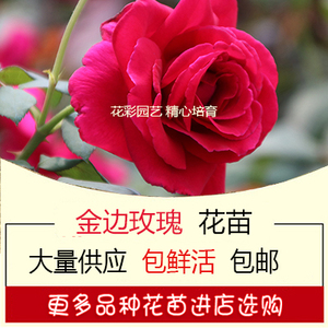 金边玫瑰花苗食用玫瑰小苗种苗适合泡茶喝吃花瓣泡澡制作玫瑰醋