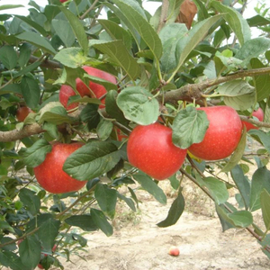 嫁接矮化红心苹果苗 盆栽地栽当年结果红富士南方北方种植果树苗