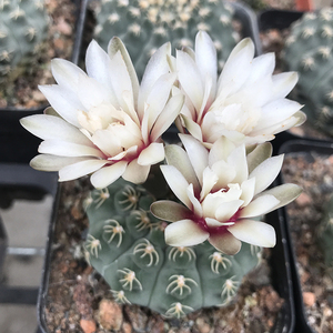 二月晴白刺瑞昌玉仙人球实生裸鄂球属稀有开花多仙人球三本刺趴刺