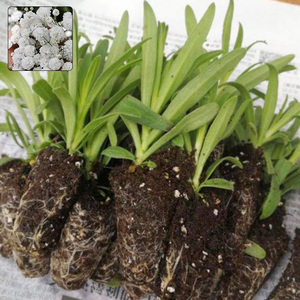 满天星花苗  星空白小苗 娑尔花苗重瓣伊洛斯小苗 情人节绿植盆栽