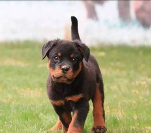 家养纯种大型德系罗威纳犬幼犬赛级黑背德国牧羊犬狼青犬幼犬