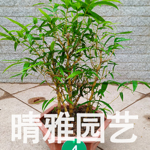 小金丝佛肚竹葫芦竹观赏盆景竹