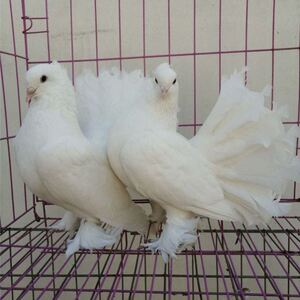 鸽子蛋受精可孵化观赏鸽种蛋黄凤尾鸽子黄秀鸽子大鼻子观赏鸽芙蓉