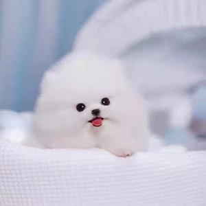 纯种博美幼犬活体长不大茶杯犬哈多利博美俊介宠物狗狗家养小型犬